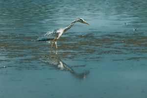 Anglian Water Birdwatching Centre