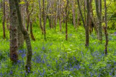 Bluebell woods in the country park