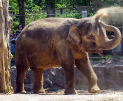Elephants at Twycross