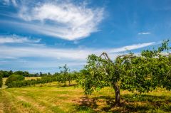An orchard occupies the south west corner of the battlefield