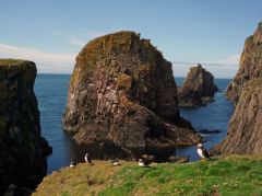 Puffins at The Holms (c) Dr Julian Paren