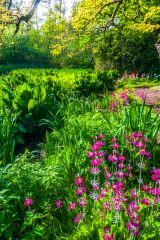 Primulas beside a path