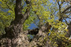 Looking up into the branches of the King Oak