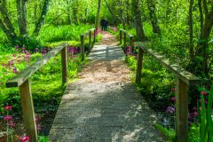 Walking through the woodland in Spring
