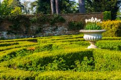 Clipped hedges in the rose garden
