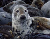 Farne Islands, Grey seal 2