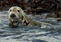 Farne Islands, Grey Seal
