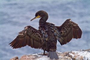 Farne Islands