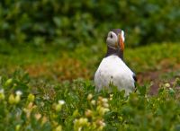 Farne Islands, Puffin
