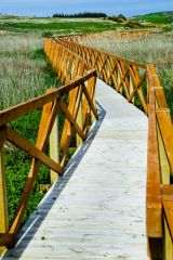 A modern causeway crosses reed-beds to the island