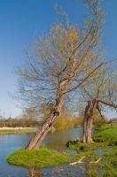 River Stour walk