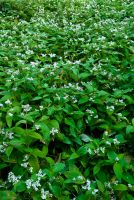 Galloway House Gardens, Wildflower blossoms