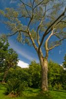 Galloway House Gardens, Woodland walk
