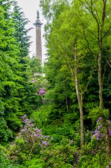 The Column to Liberty