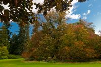 The Culloden Chestnut