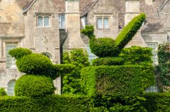 Garden topiary by the house