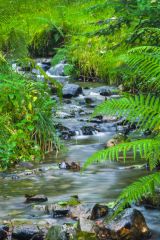 A lovely woodland stream