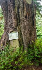 Charles I's cedar of Lebanon