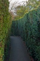 Hampton Court Palace, The Maze