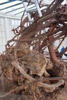 Hampton Court Palace, The Great Vine