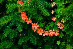 Conifers draped with colourful blooms