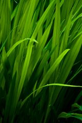 Colour is everywhere you look at Harmony Garden!