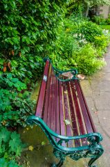 A bench in the garden