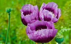 Poppies blooming in the garden