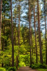 Circular trails lead through lovely woodland