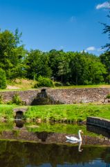 A swan in the Mill Pond
