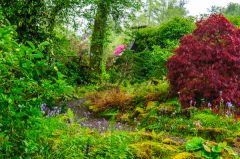The gardens in the rain