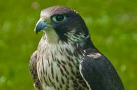 Falconry centre