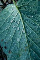 Holehird Gardens, Leaf after rain