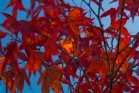 Holehird Gardens, Autumn leaves