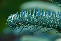 Holehird Gardens, Tree, outer garden
