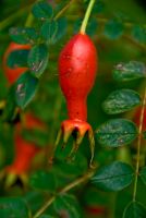 Holehird Gardens, Outer Garden