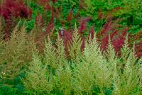 Holehird Gardens, Outer garden 2