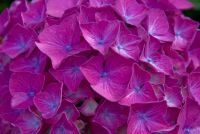 Holehird Gardens, Flowers 4