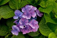 Holehird Gardens, Lower Garden flowers
