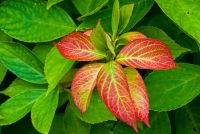 Holehird Gardens, Lower Garden flowers 2