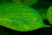 Holehird Gardens, Lower Garden, leaf
