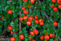 Holehird Gardens, Walled Garden flowers