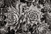 Holehird Gardens, Cactus