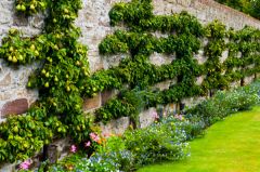 A sheltered garden wall