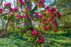 Spring blossoms in the garden
