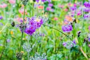 Howick Hall Gardens