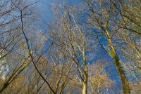 Hughenden Manor, Hghenden woods