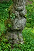 Ightham Mote, Tree, woodland garden