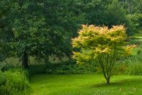 Ightham Mote, Garden trees