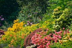 The gardens in summer